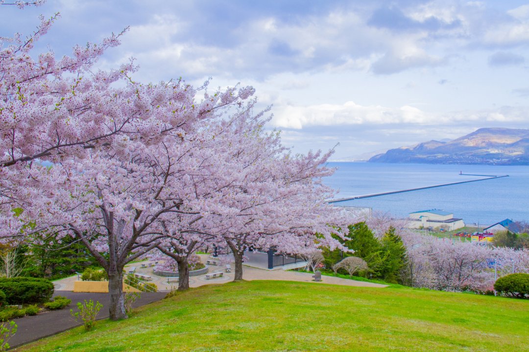 Hoa anh đào còn nở đến tận tháng 5, hãy lưu ngay lịch trình du lịch Nhật Bản để không bỏ lỡ mùa đẹp nhất xứ Phù Tang - Ảnh 4.