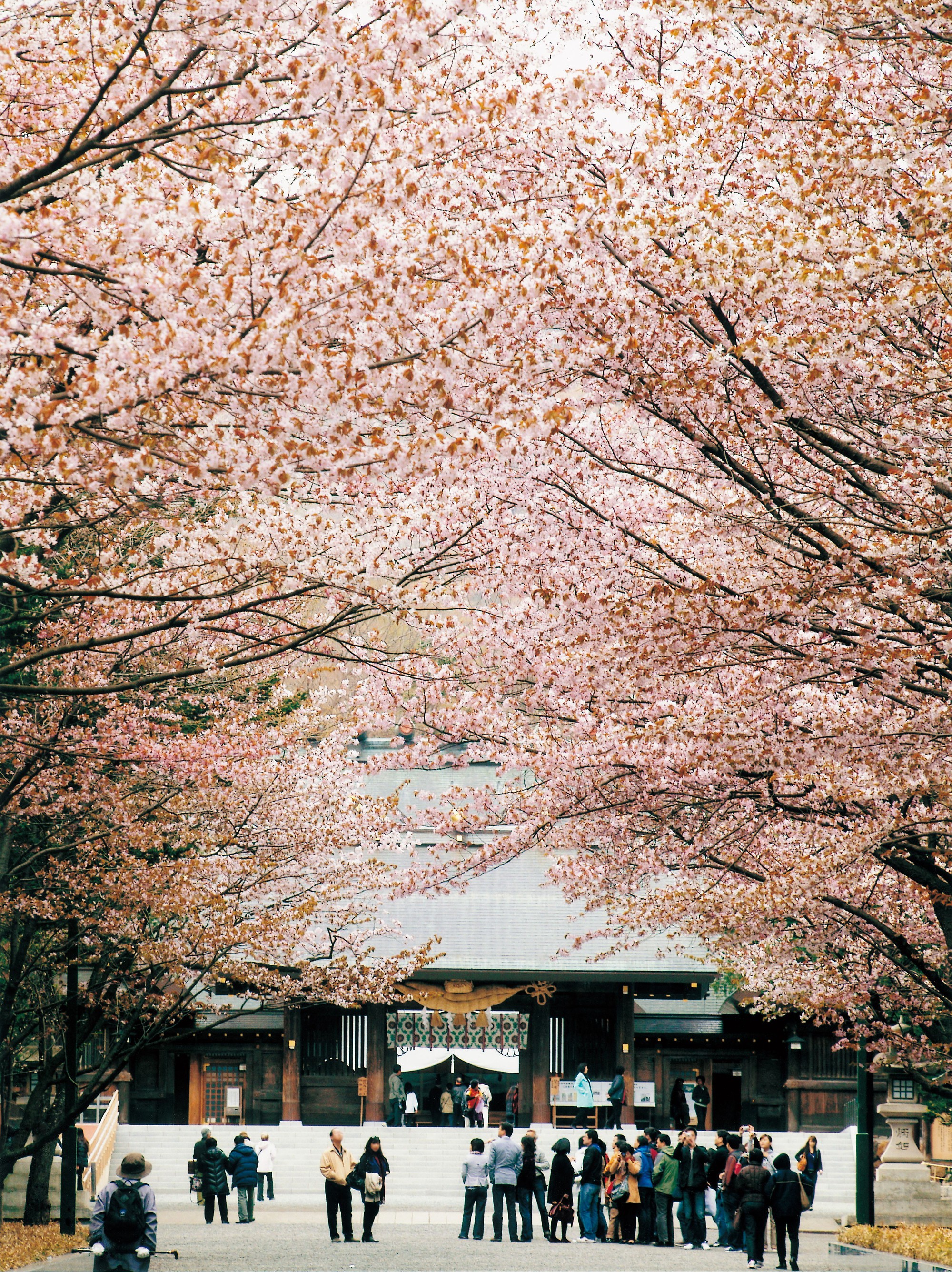 Hoa anh đào còn nở đến tận tháng 5, hãy lưu ngay lịch trình du lịch Nhật Bản để không bỏ lỡ mùa đẹp nhất xứ Phù Tang - Ảnh 6.