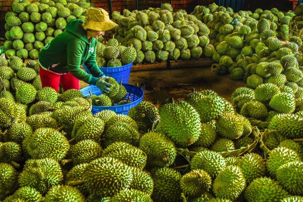 Sầu riêng tại kho hàng ở Long Khánh (Đồng Nai). Ảnh: Phước Tuân