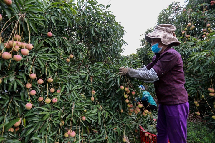 Đặc sản Hải Dương góp mặt trong foodtour Hải Phòng sau sáp nhập