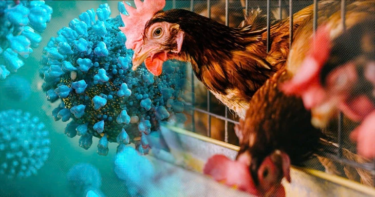 Phát hiện ca viêm não do vi rút cúm gia cầm H5N1 hiếm gặp tại TP.HCM