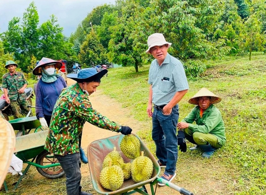 HAGL trồng sầu riêng