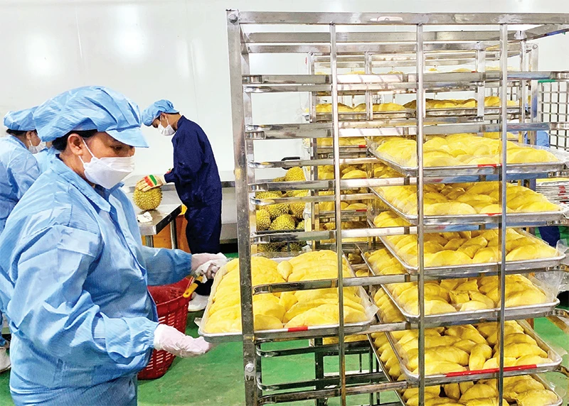 HAGL trồng sầu riêng