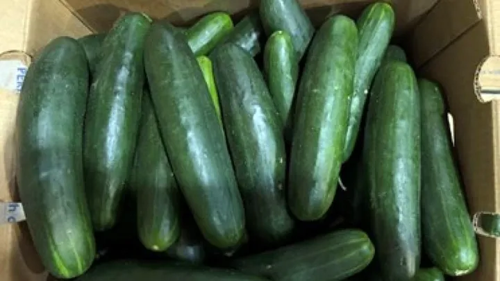dưa chuột nhiễm khuẩn salmonella