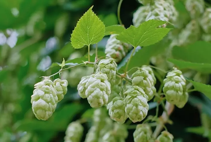 Lưu nháp tự động