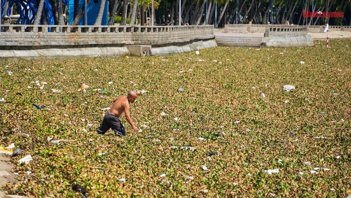 lục bình Vũng Tàu