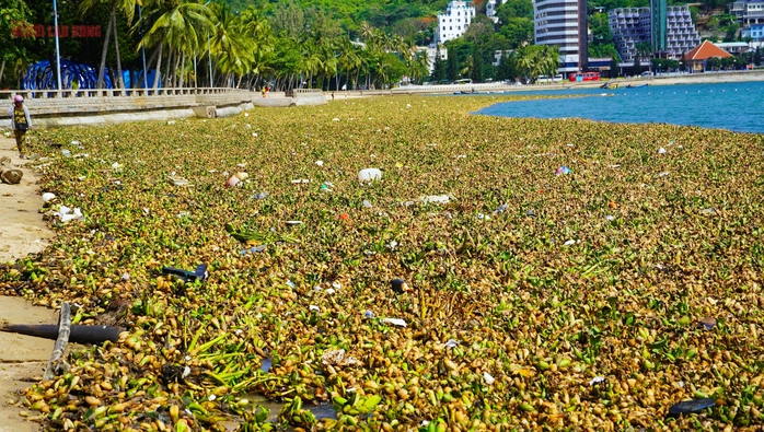 lục bình Vũng Tàu