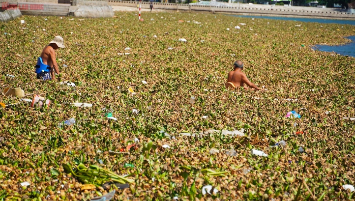 lục bình Vũng Tàu