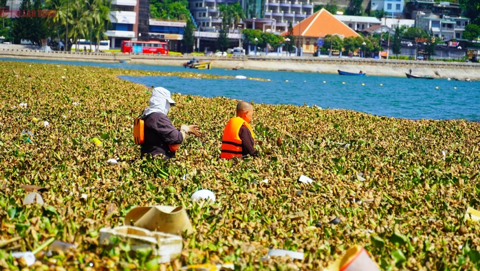 lục bình Vũng Tàu