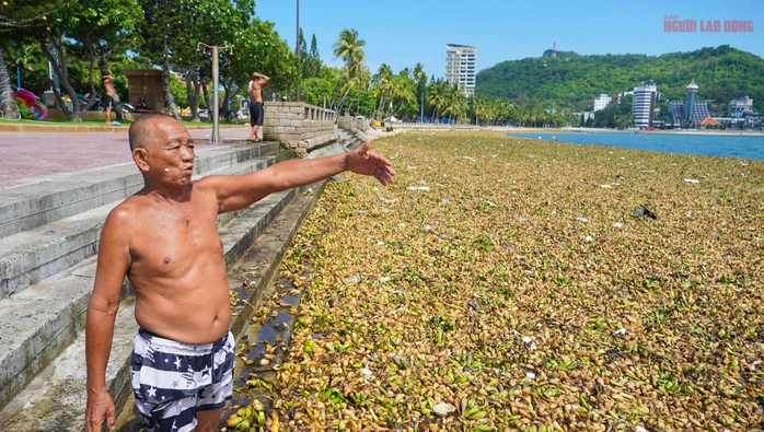lục bình Vũng Tàu