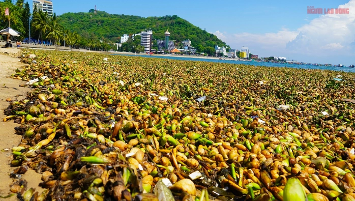 lục bình Vũng Tàu