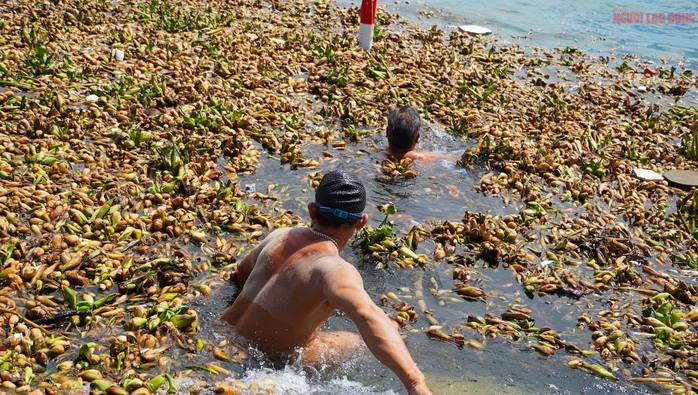 lục bình Vũng Tàu