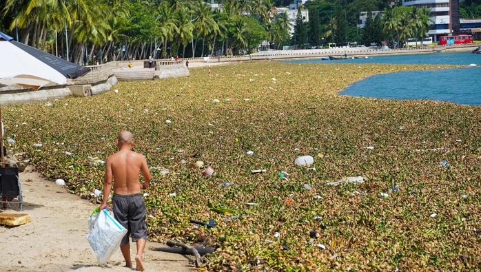 lục bình Vũng Tàu