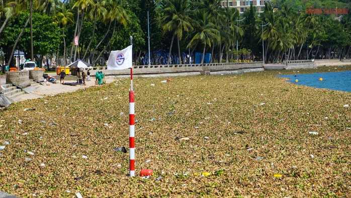 lục bình Vũng Tàu
