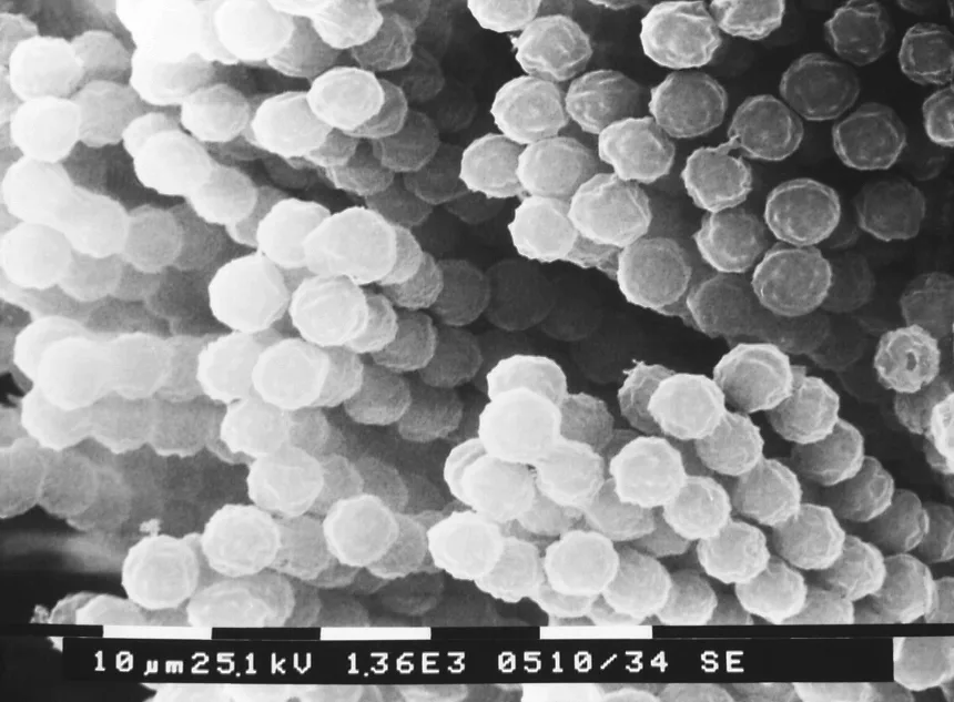 nấm Aspergillus