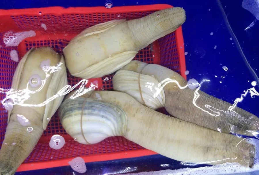 iPhone dẫn đầu thị trường Trung Quốc nhờ doanh số tăng vọt trong tháng 5