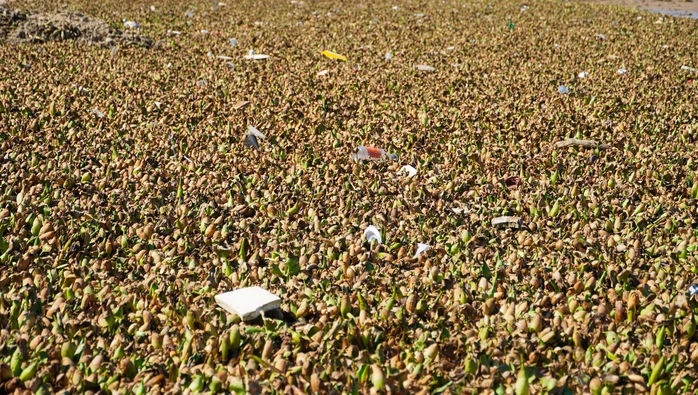 rác tràn ngập Bãi Sau