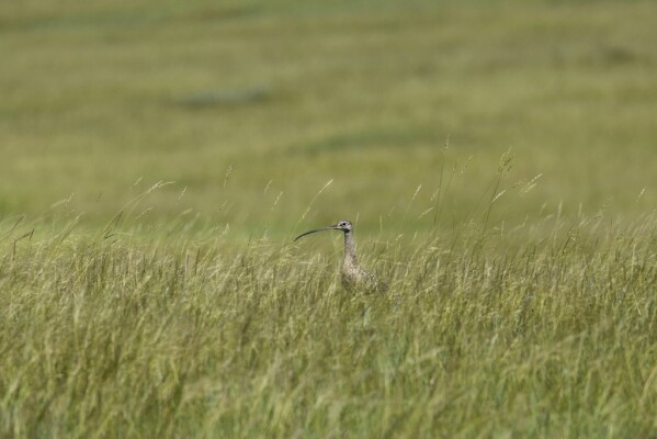 Chim choắt mỏ cong nghe lén tiếng sủa chó đồng cỏ để tránh kẻ săn mồi - Hình ảnh minh họa