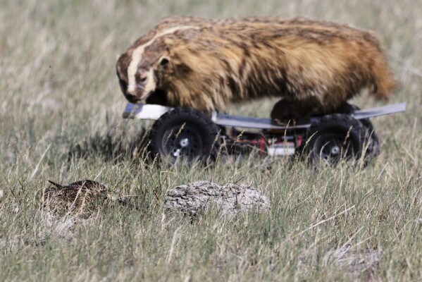 Chim choắt mỏ cong nghe lén tiếng sủa chó đồng cỏ để tránh kẻ săn mồi - Hình ảnh minh họa