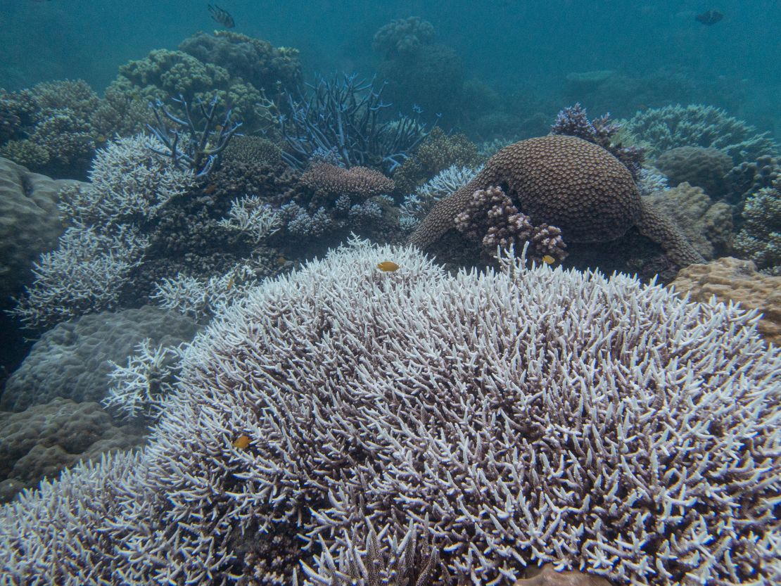 Giải pháp “siêu san hô” giúp hồi sinh Rạn san hô Great Barrier - Hình ảnh minh họa