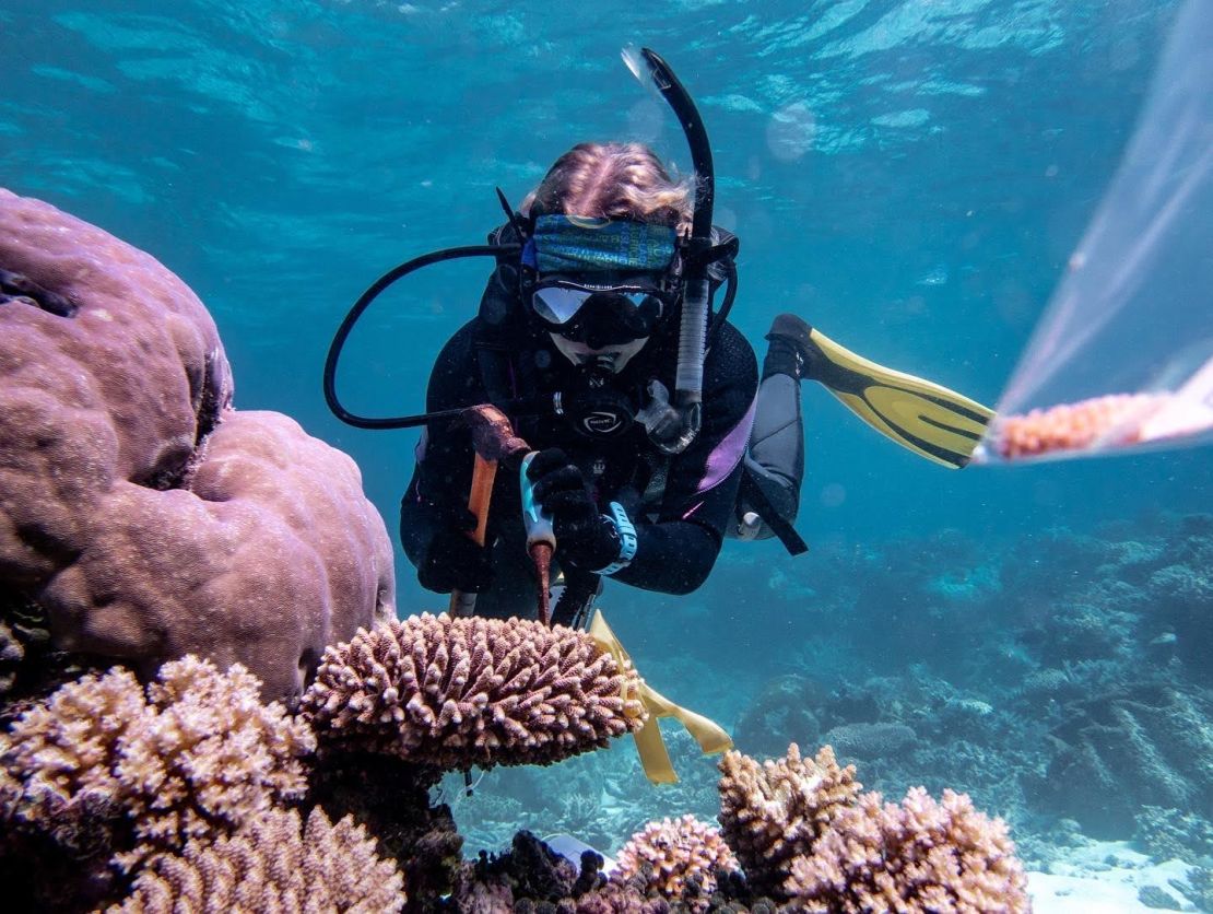 Giải pháp “siêu san hô” giúp hồi sinh Rạn san hô Great Barrier - Hình ảnh minh họa