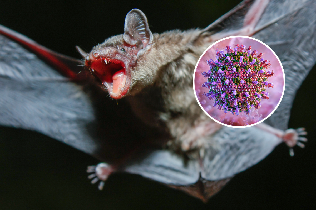 Phát hiện virus dơi mới ở Trung Quốc gây lo ngại về nguy cơ đại dịch - Hình ảnh minh họa