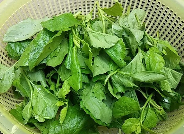 Cây dại mọc bờ ruộng thành đặc sản giá cao, thương lái lùng mua - Hình ảnh minh họa