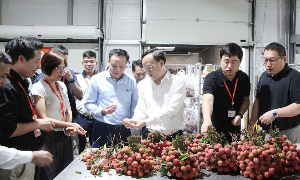 Doanh nghiệp FDI đẩy mạnh tiêu thụ vải thiều Bắc Ninh ngay tại khu công nghiệp - Hình ảnh minh họa