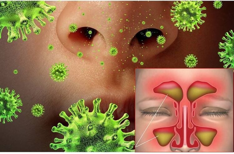 Nấm Aspergillus fumigatus kháng thuốc gia tăng, đe dọa điều trị toàn cầu - Hình ảnh minh họa
