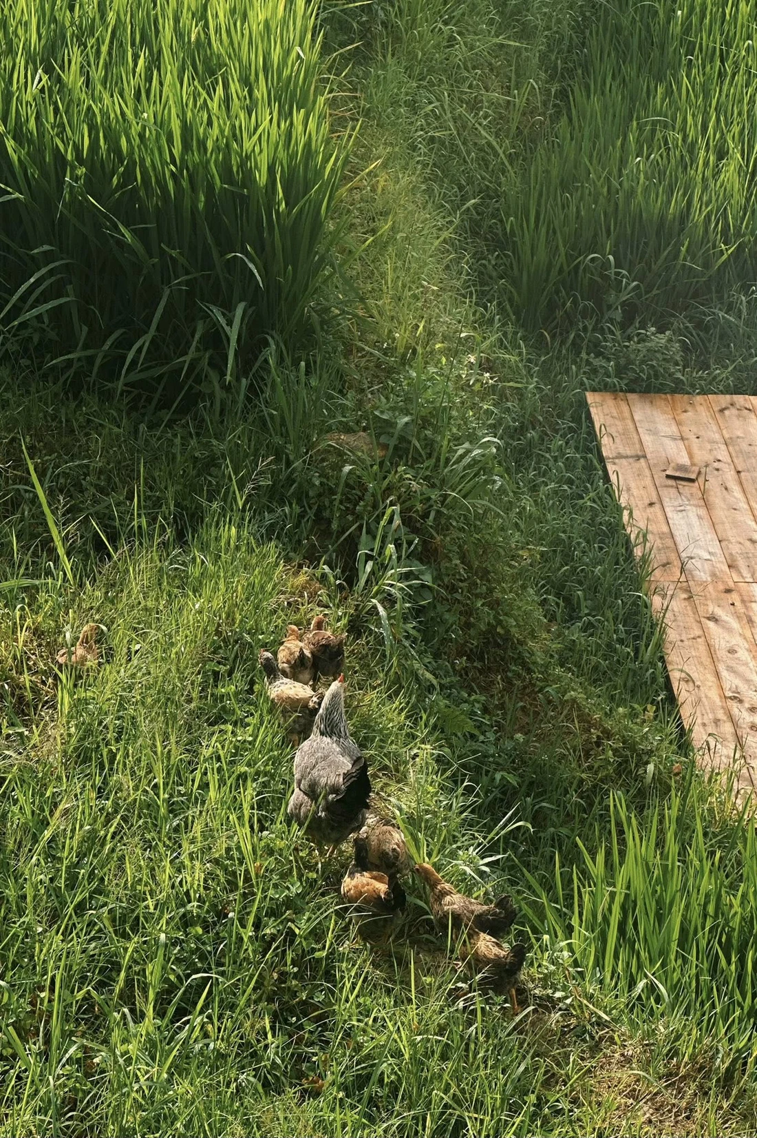 Sa Pa tháng 8: Khi ruộng bậc thang dệt nên tấm thảm ngọc bích khổng lồ - Hình ảnh minh họa
