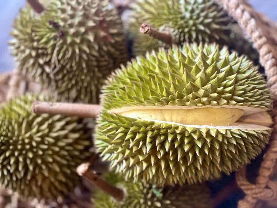 Sầu riêng giống cổ Sáu Hữu, Chuồng Bò bất ngờ hút khách - Hình ảnh minh họa