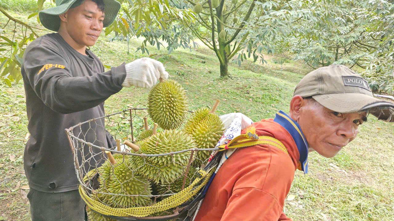 Sầu riêng giống cổ Sáu Hữu, Chuồng Bò bất ngờ hút khách - Hình ảnh minh họa
