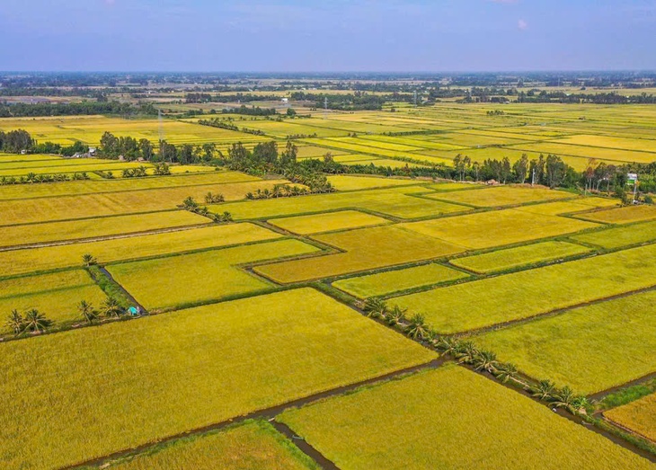 Nghịch lý giá gạo Việt: Tăng phi mã ngắn hạn vì Philippines, nhưng vì sao cả năm lại sụt giảm? - Hình ảnh minh họa